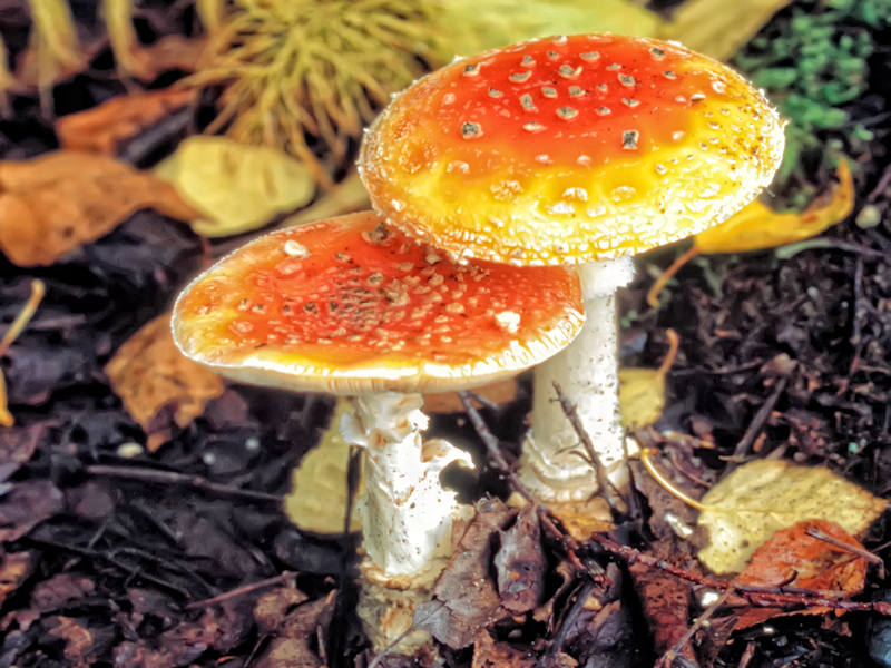 Amanita Muscaria mushrooms, Deception Creek, Hatcher Pass Rd, Alaska